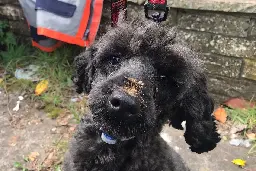 Specialist firefighters tunnel under home to rescue trapped poodle