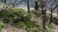 Ancient rainforest to be restored in Devon, with 100,000 trees planted this winter