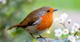 How to attract robins into your garden this winter