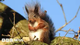 Isle of Wight: Red squirrel sanctuary announced