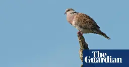 Wild bird numbers continue ‘alarming’ decline in UK, Defra figures show