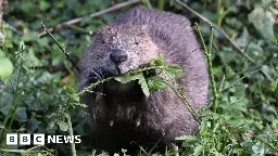 Northamptonshire Nene Wetlands beaver enclosure delayed