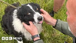 Cwmdare: Dog freed from hillside hole after seven hour ordeal