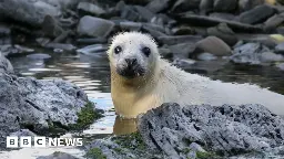 Thermal drone ‘game-changer’ for Manx seal surveys, trust says