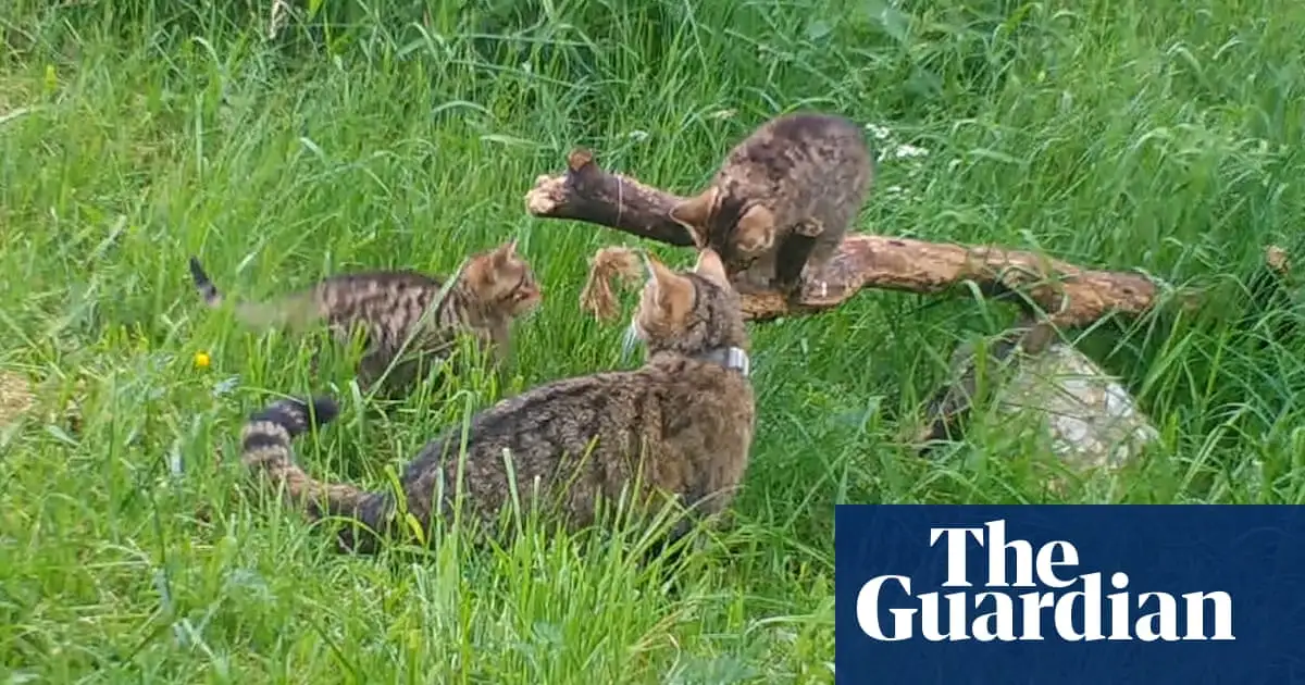 Wildcat kittens born outside captivity in Cairngorms a ‘major milestone’