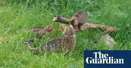 Wildcat kittens born outside captivity in Cairngorms a ‘major milestone’