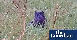 The Staffordshire Panther: is the British countryside really teeming with big cats?