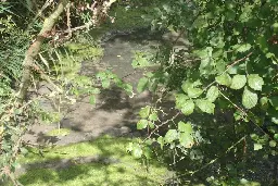 Wessex Water fined £500,000 for sewage killing thousands of fish