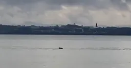'Truly remarkable sight' as 'dolphins' spotted in the Mersey