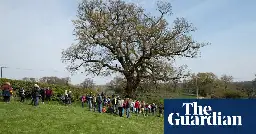 ‘Darwin’s oak’ to be felled to make way for Shrewsbury bypass