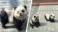 Zoo defends ‘panda’ exhibit after criticism for using dogs dyed black and white