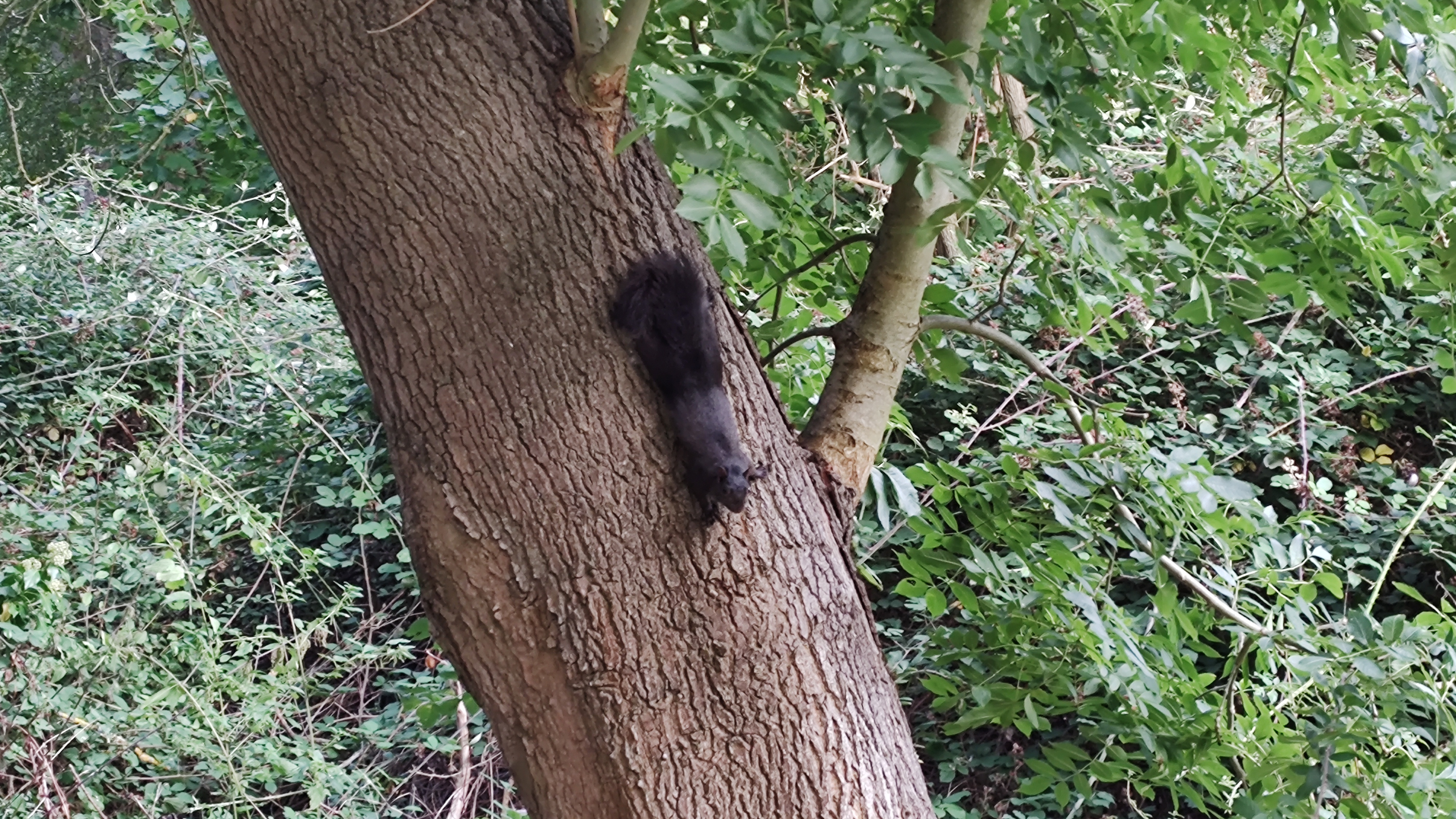 black squirrel on a tree