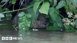 Canterbury: Baby beavers born in city river delight residents