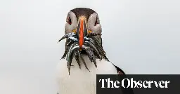 Puffins, catfish and sea squirts: how to spot wildlife on the British coast