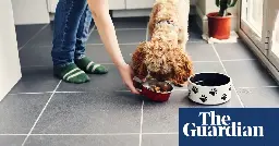 UK first European country to approve lab-grown meat, starting with pet food