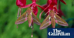 ‘Not just for fuddy-duddies’: interest in moths booming as species struggle