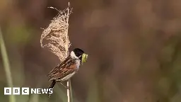 Reed buntings breed in Jersey for first time in 27 years
