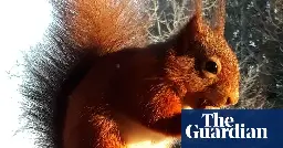 Red squirrels ‘to vanish from England’ unless vaccine against squirrelpox funded