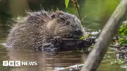 Views sought on wild beavers returning to Gloucestershire