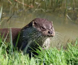 Researchers find 'forever chemicals' in English otters