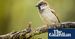 House sparrow tops Big Garden Birdwatch charts for 21st year in a row