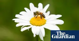 Labour to end UK exemptions for bee-killing pesticides outlawed by EU