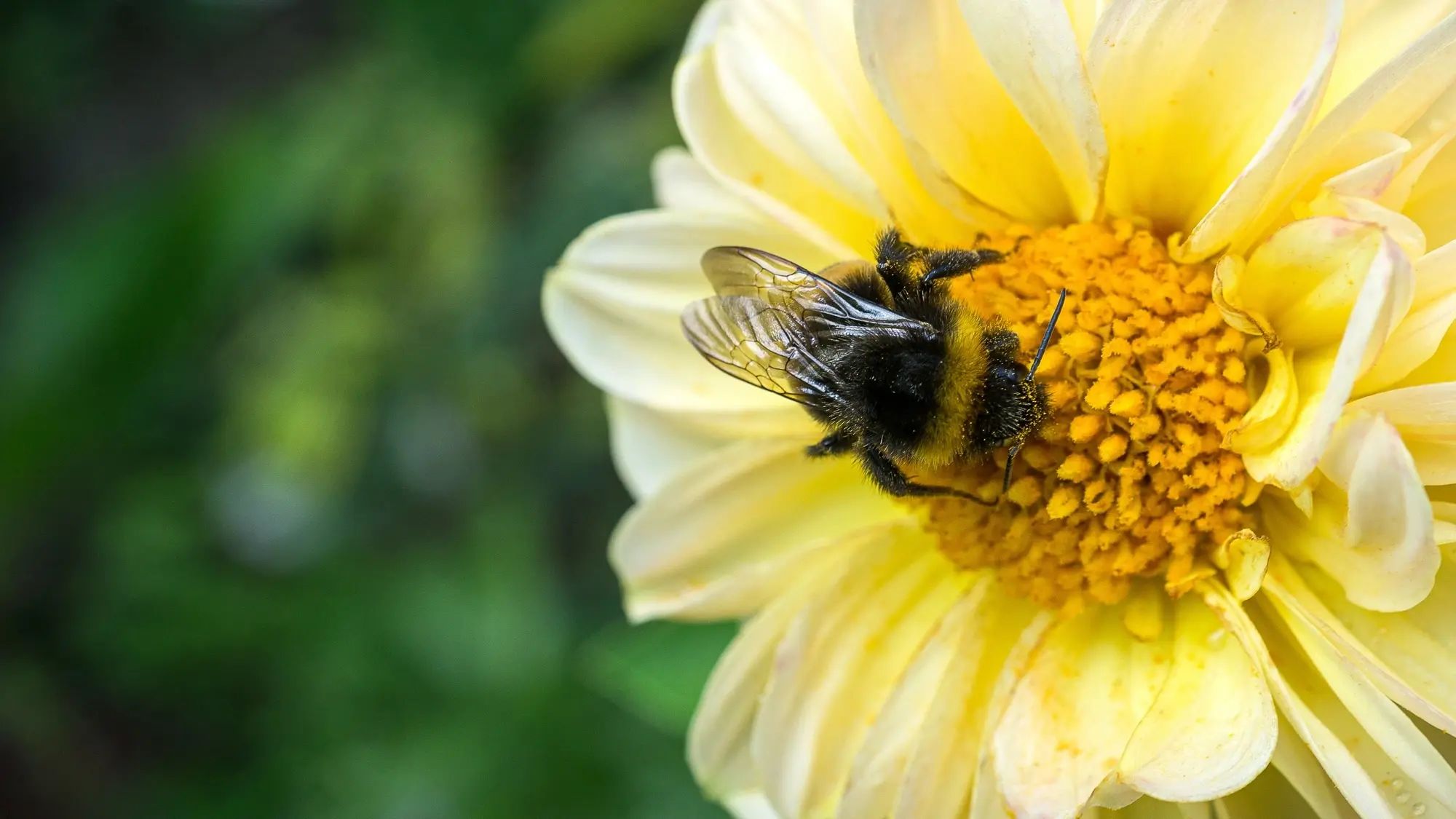 Rare bees kill Meta’s nuclear-powered AI data center plans