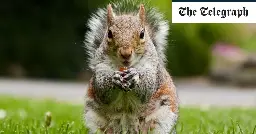 Train cancelled after squirrels board and ‘refuse to leave’