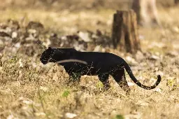 Searches for big cats in Wales surge after increase in alleged sightings