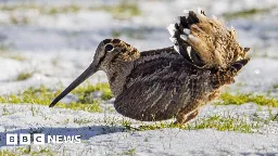 Suffolk Wildlife Trust's Worlingham Marshes project gets £2m in lottery funding