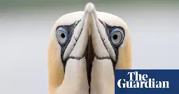 Bird flu causing ‘catastrophic’ fall in UK seabird numbers, conservationists warn