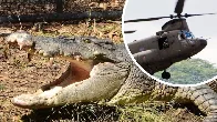 Croc sex frenzy: Low-flying army choppers spark romp in the swamp