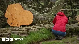 Sycamore Gap tree: Site plans are complicated, says MP