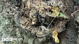 Canterbury: Three lime trees to be cut down over safety fears