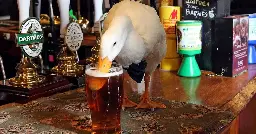 Duck Wearing Bow-Tie Walks Into Pub, Drinks Pint, Fights Dog