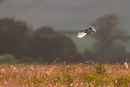 A climate of collaboration and volunteering helps UK’s threatened wildlife