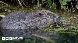 Kent hosts hundreds of wild beavers, survey finds