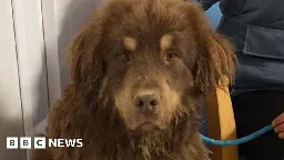 Haverfordwest missing dog found after five months in the wild