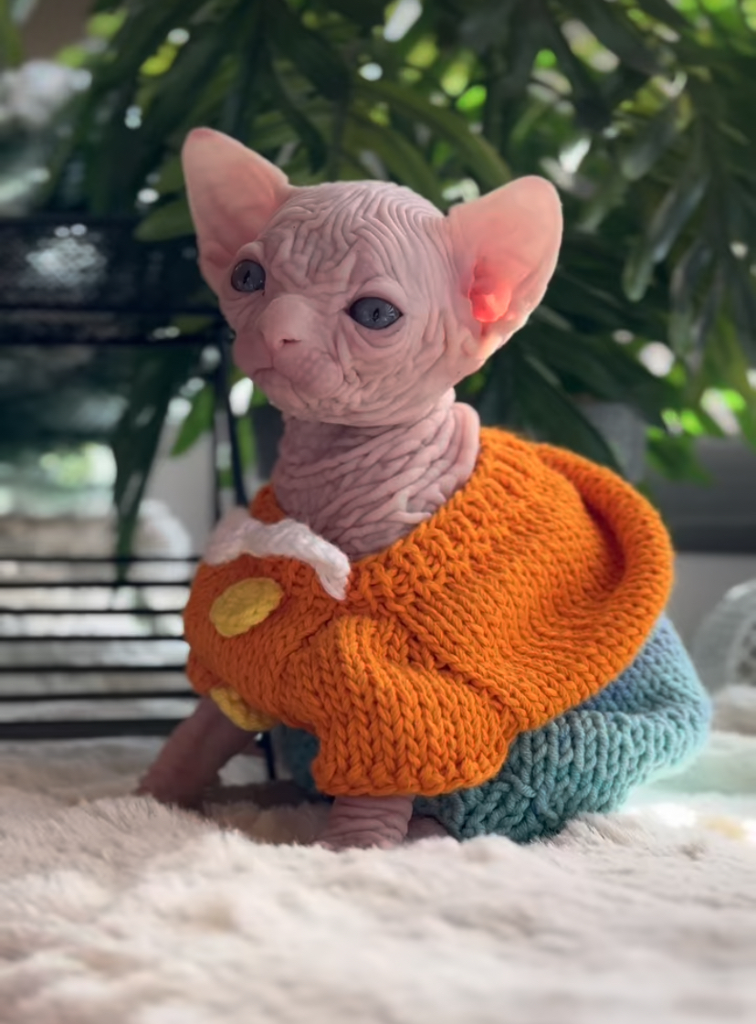 A hairless, crinkled-skin cat wearing a festive knitted sweater matching the texture of its skin.