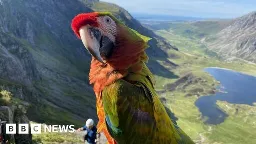Petrified parrot and owner rescued up mountain - BBC News