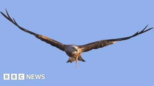 Red kite found injured in Dumfries and Galloway had gunshot wounds