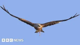 Red kite found injured in Dumfries and Galloway had gunshot wounds