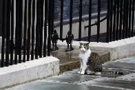 Downing Street officials draw up plans for announcing death of Larry the cat in similar manner to Queen Elizabeth II