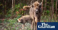 UK’s first ever bison bridges under construction in Kent woodland