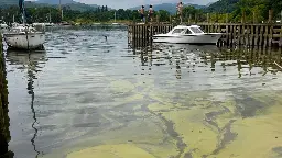 Windermere 'unfit for bathing' as sewage blamed for algae breaching safe limit