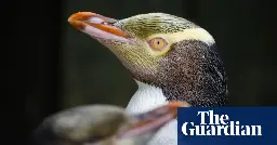 Rare smelly penguin wins New Zealand bird of the year contest