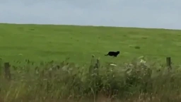 Hiker films ‘panther’ roaming field in Scotland