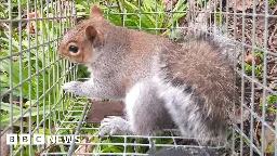 Anglesey: Captured grey squirrel may have taken train to island of reds