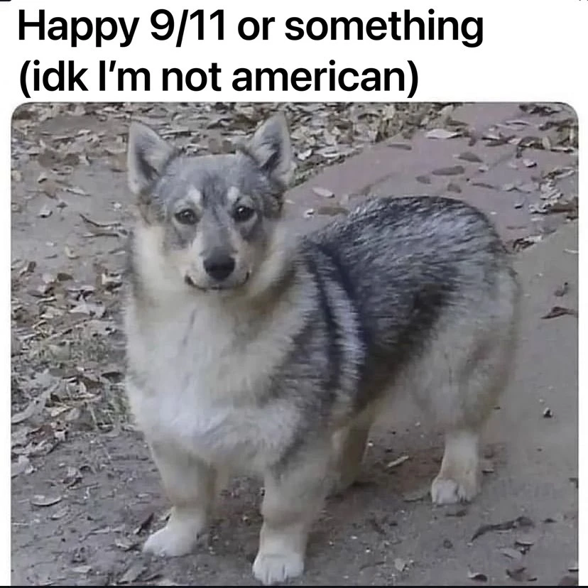 A picture of a cute dog that looks like a mix between a husky and a corgi. The caption reads “Happy 9/11 or something (I don’t know, I’m not American)”