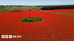 Rewilding creates a sea of red poppies in Great Massingham